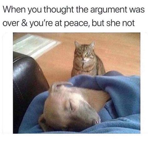 Angry Wife, Fresh Memes, Memes Humor, Funny Cat Pictures, Life Memes, Funny Animal Memes, Cute Memes, Dog Memes, Animal Memes