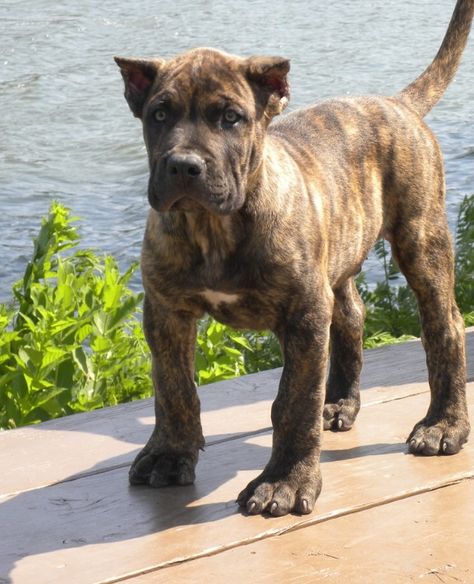 Presa Canario pup, look at those paws! Canary Mastiff, Spanish Mastiff, Presa Canario, Big Dog Breeds, Cane Corso Dog, Corso Dog, Tibetan Mastiff, English Mastiff, Love My Dog