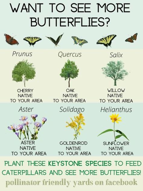 Butterfly Garden Plants, Butterfly Garden Design, Keystone Species, Bee Garden, Pollinator Garden, Garden Guide, Garden Yard Ideas, Gorgeous Gardens, Butterfly Garden