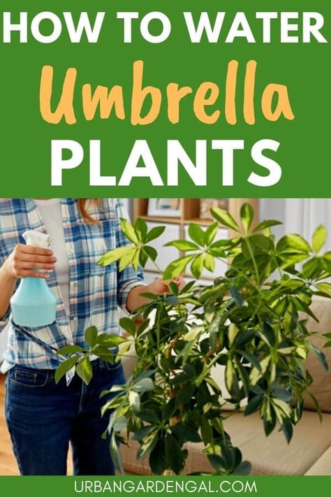 How to Water Umbrella Plants - Urban Garden Gal Umbrella Tree Houseplant, Plants Tips, Umbrella Plant, Plant Jungle, Easy Care Houseplants, Umbrella Tree, Plant Care Tips, Plant Care Houseplant, Plant Help