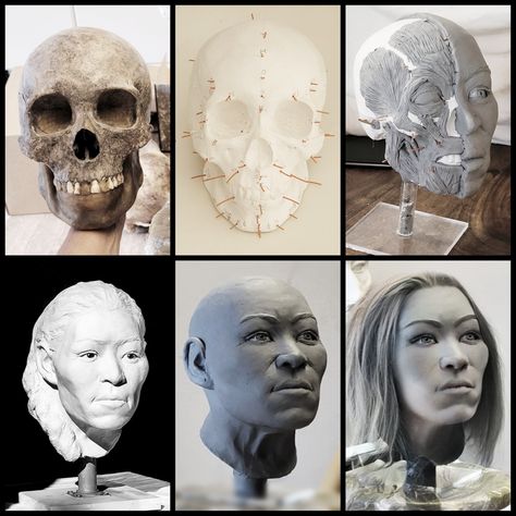 Antropológiai acrekonstrukció facial reconstruction by Gábor Emese sculptor #arcrekonstrukció Forensic Art, Facial Reconstruction, Drawing Faces, Forensic, Face Drawing, Sculptor, Bones, Facial, Career