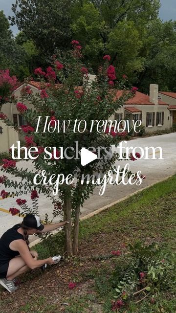 Sara McDaniel on Instagram: "Why are crepe myrtles so controversial? Every time I post about them I get eaten alive! 🤪 Leave me and my crepe myrtles alone. 😂  One of the biggest complaints is they drop seeds and these suckers grow at the bottom. But listen to me right now, IT IS NO BIG DEAL.  You just trim them off! I’m using these @HARTToolsUSA battery-powered pruners to snip them right off.  #HARTpartner Comment LINK below and I’ll send you the source for these pruners.  They are a garden tool MUST HAVE.   It took me all of 30 min or less to snip the suckers off the bottom of three trees. You maybe have to do this twice a year.  It’s a small price to pay for the GORGEOUS color crepe myrtles reward you with all season long!   So there you have it! I hope I’ve proven to you that crepe my Crape Myrtle Landscaping, Trimming Crepe Myrtles, Crepe Myrtle Landscaping, Crepe Myrtle Trees, Crepe Myrtles, Eaten Alive, Curb Appeal Landscape, Myrtle Tree, Crepe Myrtle