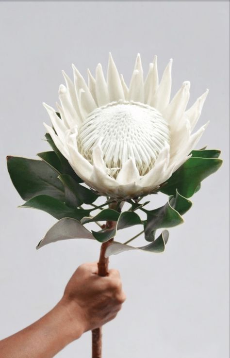 Wedding Bouquet Protea, Protea Flower Wedding, White Protea, Protea Art, Protea Bouquet, Protea Flower, Bridal Bouquet Flowers, Handmade Paper Crafts, Soul Art