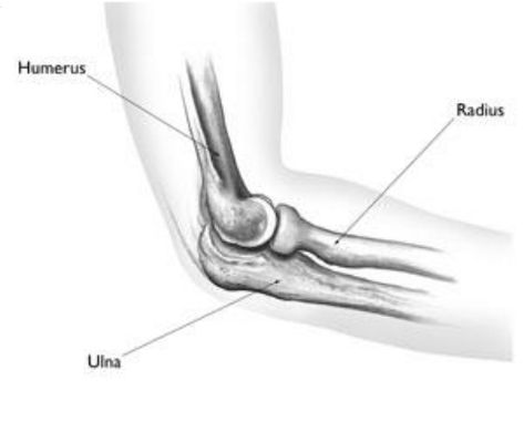 Elbow Anatomy, Broken Elbow, Forearm Bones, Humerus Fracture, Radius Bone, Types Of Fractures, Radius And Ulna, Body Chart, Soft Tissue Injury