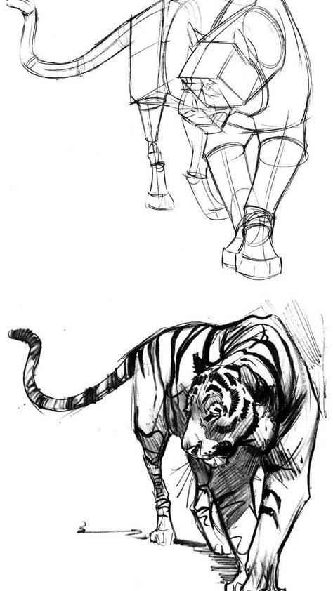 Tiger Anatomy Reference, Animal Sketches Anatomy, Animal Poses Reference Drawing, Tiger Art Reference, Tiger Poses Reference, Tiger Poses Drawing, Animal Study Drawing, Tiger Ink Drawing, Animal Drawing Study