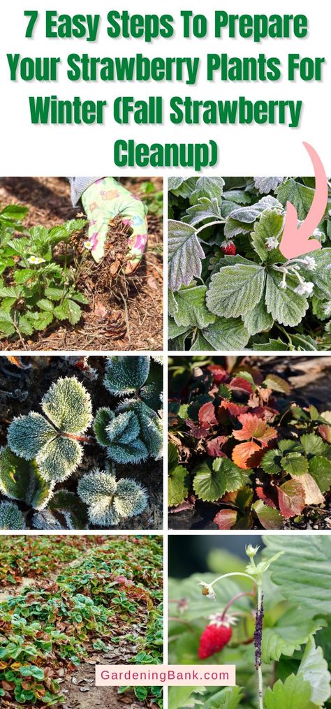 How To Prepare Strawberry Plants For Winter, How To Winter Strawberry Plants, Preparing Strawberries For Winter, Winterizing Strawberry Plants, How To Overwinter Strawberry Plants, Overwinter Strawberry Plants, Overwintering Strawberry Plants, Where To Plant Strawberries, Wintering Strawberry Plants