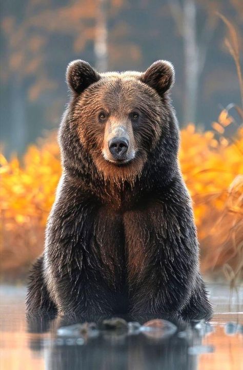 Bear Reference, Photo Ours, Where Tattoo, Awesome Backgrounds, Bear Images, Bear Photos, Bear Carving, Animal Spirit, 3d Tattoos