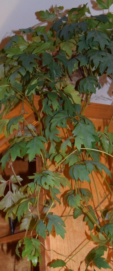 Oak Leaf Ivy Houseplant, Grape Ivy Houseplant, Ivy Plants Outdoor, Cissus Rhombifolia, Ivy Houseplant, Grape Ivy, Grape Vine Trellis, Grape Trellis, Botanical Journal