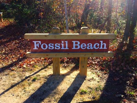 Few people realize that Virginia is one of the leading states for fossil hunting. A trip to Westmoreland State Park in Montross will reveal just that. Trips With Kids, Colonial Beach, Fossil Hunting, Kid Friendly Trips, Usa Travel Destinations, Coastal Landscape, On The Road Again, Rock Hounding, Shark Teeth