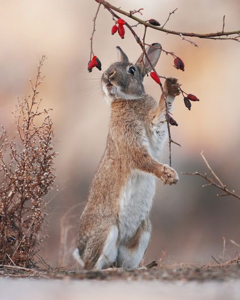 Austrian Wildlife Photographer Captures Nature’s Magical Moments (35 Pics) Nice Sayings, Wild Rabbit, Wildlife Photos, Bunny Crafts, Amazing Animals, Wildlife Animals, Woodland Creatures, Sweet Animals, The Animals