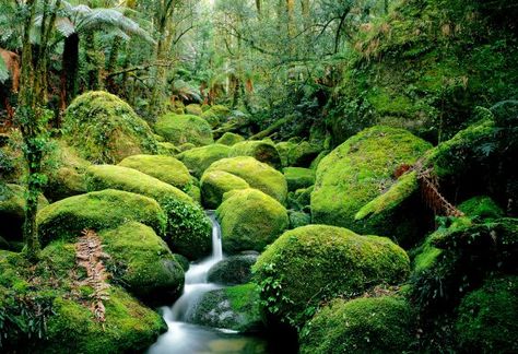 Carters Creek, flowing through moss-covered boulders, Bemboka Section, South East Forest National Park, New South Wales, Australia Relaxing Pictures, Relaxing Photos, Soothing Images, Relaxing Images, Calming Images, Calming Pictures, Jungle Life, Krabi Thailand, Photographers Gallery