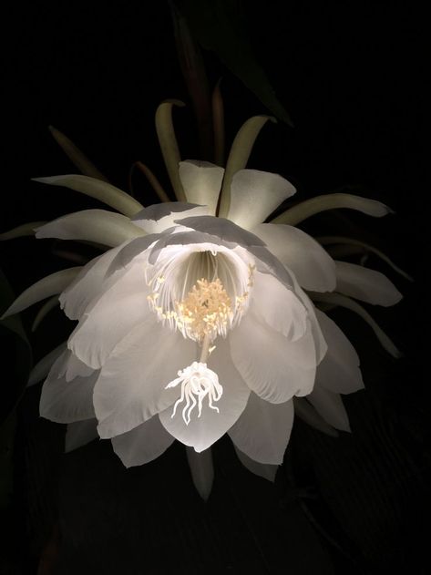 september 2015 zone 7 Night Blooming Cereus, Zone 7, Ceiling, Ceiling Lights, Lighting, Home Decor, Home Décor