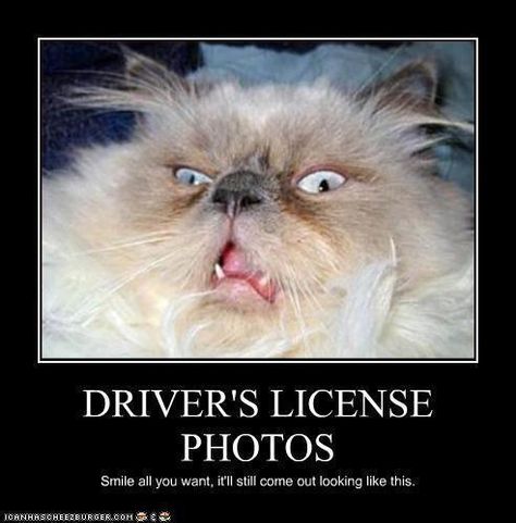 driver's license photos Puppies And Kitties, Humor Funny, Grumpy Cat, Funny Animal Pictures, Crazy Cat Lady, Animal Memes, Cute Funny Animals, Bones Funny, Crazy Cats