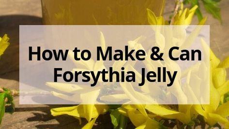 Jelly made from flowers is a tasty way to use the flowers already in your yard. Here's how to make forsythia jelly from your forsythia bush this spring! Forsythia Bush, From Scratch Recipes, Tried And True Recipes, Foraging Recipes, Scratch Recipes, Foraged Food, Food At Home, Spread Recipes, Flower Food