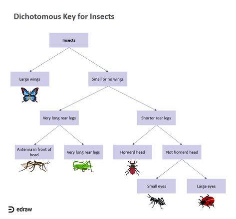 Dichotomous Key for Insects | EdrawMax Editable Template Dichotomous Key Examples, Key Template, Timeline Diagram, Science Diagrams, Dichotomous Key, Award Ribbons, Puppy Coloring Pages, Shark Coloring Pages, Picture Templates