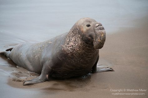 Sea Elephant, San Simeon California, Elephant Seals, Harp Seal, Elephant Seal, San Simeon, Desert Animals, List Of Animals, Animal Book