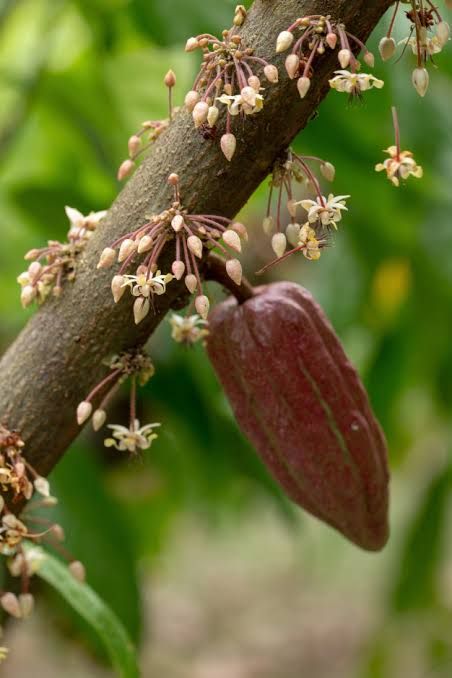 Cacao Flower, Cacao Pod, Cocoa Plant, Cacao Ceremony, Cacao Fruit, Vegetable Farming, Healthy Changes, Chocolate World, Cocoa Chocolate