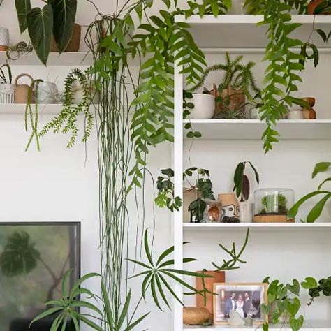 Melbourne Apartment, Indoor Plant Shelves, Melbourne Home, Magical Room, Plant Goals, Garden Shelves, Living Room Photos, Melbourne House, Plant Decor Indoor