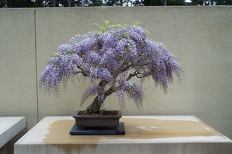 Lavender Wisteria bonsai, are you kidding me that is so beautiful~ Wisteria Bonsai, Bonsai Kit, Wisteria Sinensis, African Tree, Wisteria Tree, Seed Pots, Bonsai Seeds, Bonsai Art, Miniature Trees