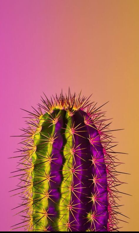 Purple Cactus Aesthetic, Cactus Aesthetic Wallpaper, Neon Cowgirl Aesthetic, Neon Cowgirl, Purple Cactus, Work Games, Neon Cactus, Posters Ideas, Botanical Photography