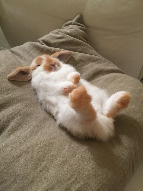 Sleepy 8 week old broken orange Holland Lop bunny rabbit. Rabbits Sleeping, Bunnies Sleeping, Big Bunnies, Rabbit Sleeping, Bunny Sleeping, Orange Bunny, Big Rabbit, Tired Af, Lop Bunnies