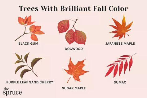 13 Trees With Brilliant Fall Color Purple Leaf Sand Cherry, Color Harmonies, Creative Ceramics, Conserve Energy, Japanese Tree, The Spruce, Style Analysis, Dogwood Trees, Indoor Herb