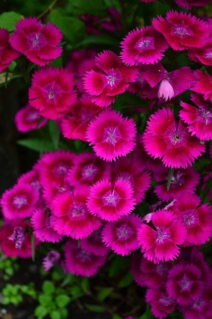 Sweet William Flowers, Dianthus Barbatus, Finding Neverland, Sweet William, Deco Floral, Garden Cottage, Shade Garden, Beautiful Blooms, Ikebana