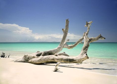 This picture-perfect beach is popular among tourists and locals alike, as its been the venue for many weddings and photoshoots. Due to erosion, the sand is home to large pieces of driftwood and trees, and TripAdvisor suggests you bring a camera in addition to a beach towel. “This is a wonder of nature,” one recent review reads. “To sit on one of the fallen branches of what was once a huge tree is so relaxing as you listen to the water and watch the waves. It can be tricky out here though and ... Driftwood Beach Jekyll Island, Huge Tree, Dog Friendly Beach, Fort Lauderdale Beach, Driftwood Beach, Jekyll Island, Pier Fishing, Types Of Photography, Best Beaches