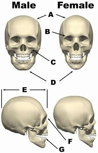 differences female male skull - Anatomy ... Female Skeleton, Human Skeleton Anatomy, Skull Anatomy, Head Anatomy, Skull Reference, Skeleton Anatomy, Face Anatomy, Human Body Anatomy, Anatomy Tutorial