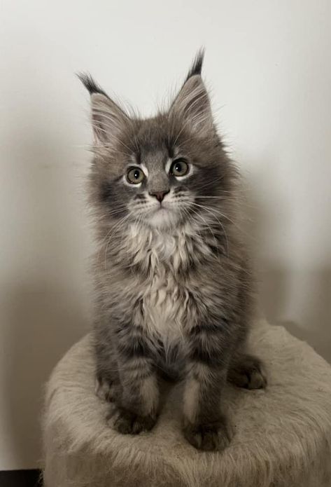 Available Kittens - Ava Maine Coon Home Mancoon Cat, Maine Coone Kitten, Main Coone Cat, Mancoon Cats, Maincoon Cat, Maine Coone, Kittens For Sale, Kitten Photos, Gorgeous Cats