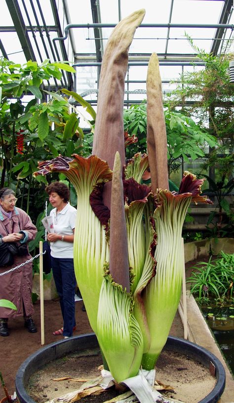 Titan Arum Plant | Amorphophallus titanum (Titan Arum, Corpse Flower) Amorphophallus Titanum, Titan Arum, Corpse Flower, Strange Flowers, Weird Plants, Unusual Plants, Unusual Flowers, Organic Gardening Tips, Carnivorous Plants