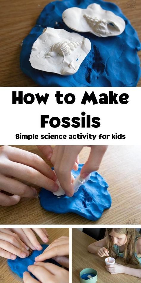 Fun and simple science experiment for kids on how to make cast and mold fossils with pictures to show the steps. Fossil Lessons Middle School, How To Make Fossils, Making Fossils In The Classroom, How To Make Fossils For Kids, Fossil Science Experiment, Making Fossils With Kids, Geology Crafts For Kids, Fossil Crafts For Kids, Fossils Activities For Kids