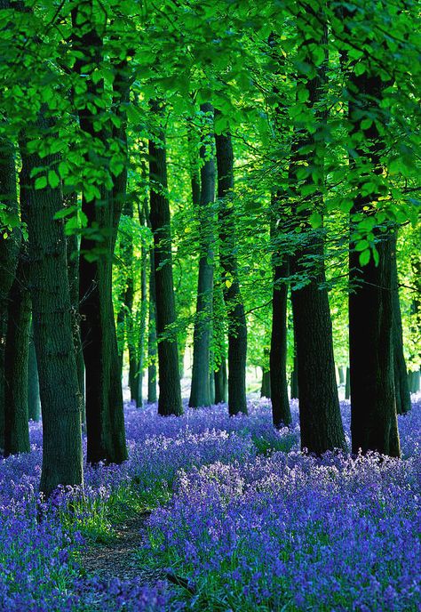 Late Sun Through The Bluebell Woods Photograph by Phototropic Bluebell Photography, Woodland Tattoo, Bluebell Woods, Forest Nymph, High Contrast Images, Dark Tree, Early Evening, Evening Sun, Wood Artist