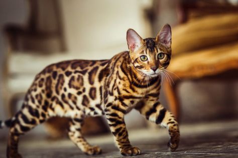 A Complete Price Guide for Bengal Cats Bengal Cat Personality, Exotic Cat Breeds, Bengal Kittens For Sale, Gatos Cool, Bengal Kittens, Asian Leopard Cat, Hybrid Cat, Ocicat, Spotted Cat