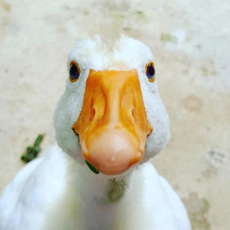 Goose. Face, hair, eyes royalty free stock photography Geese Photography, Goose Drawing, Duck Photography, Duck Art, Face Drawing Reference, Art Prompts, Bird Photo, Stock Photography Free, Face Hair