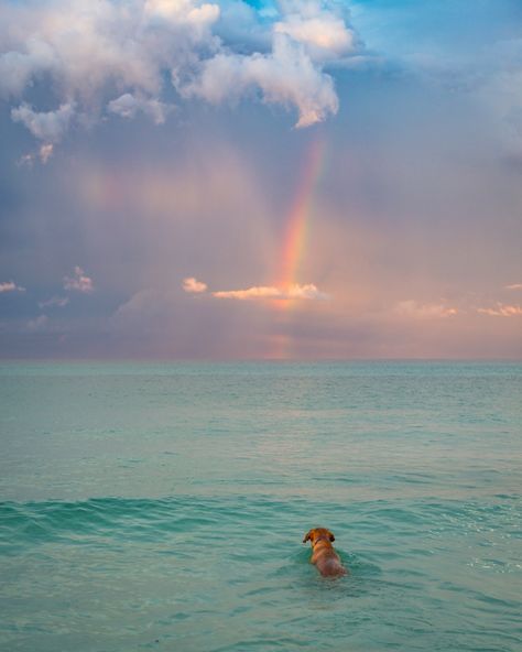 Dreaming of chasing summertime magic 🌈🐾 . . . . . . #chasingrainbows #sowal #30a #hey30a #visitfl #visitflorida #lovefl #dogsof30a… Florida Beach Aesthetic, Santa Rosa Florida, Best Beach In Florida, Santa Rosa Beach Florida, Miami Sunset, Sunset Beautiful, Visit Florida, Beach Background, Santa Rosa Beach