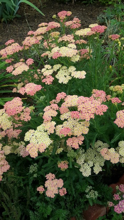 Achillea millefolium, pink yarrow Yarrow Flower Wallpaper, Flower Recipe, Yarrow Plant, Floral Aesthetics, Yarrow Flower, Pink Yarrow, Achillea Millefolium, Nothing But Flowers, Plant Aesthetic