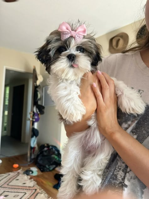 #shihtzu #shihtzulove #shihtzu_feature #shihtzumania Shitzu Bichon Dog, Shih Tzu Aesthetic, Puppy Shitzu, Shih Tzu Grooming Styles, Cute Shih Tzu Puppies, Shihtzu Puppies, Puppy Aesthetic, Shitzu Dogs, Cute Shih Tzu