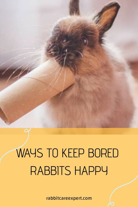 [object Object] How To Tame A Rabbit, Owning A Bunny, Bunny Entertainment, Rabbit Keeping, Bunny Enrichment, Rabbit Activities, Rabbit Tips, Homemade Rabbit Toys, Bunny Tips