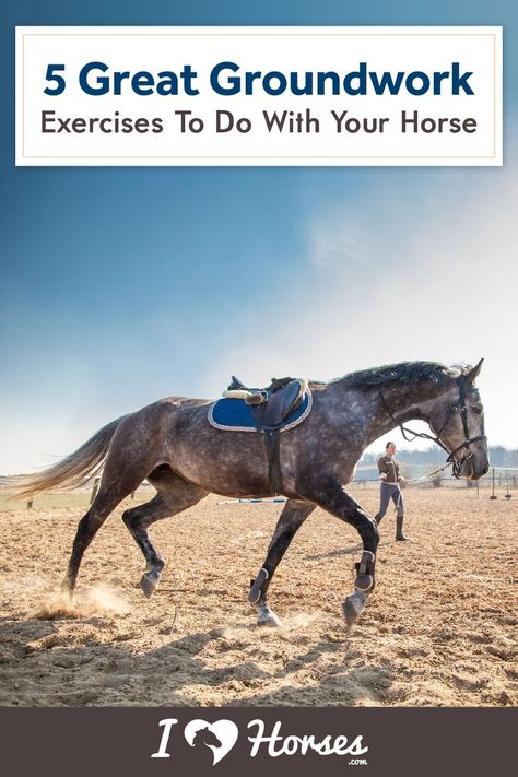 Ground Exercises For Horses, Arena Exercises For Horses, Horse Conditioning Plan, Horse Groundwork Exercises, Groundwork For Horses, Ground Work Exercises Horse, Horse Training Exercises Groundwork, Horse Ground Work Exercises, Groundwork Exercises For Horses