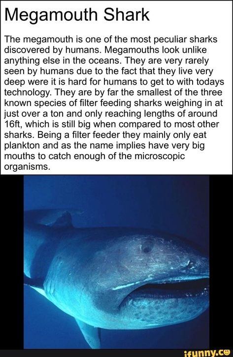 Hammerhead Shark Facts, Salmon Shark, Marine Memes, Shark Board, Silly Sharks, Shark Stuff, Basking Shark, Types Of Sharks, Shark Facts