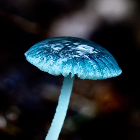 Fiona Ross on Instagram: “Can’t get enough blue…Mycena interrupta (pixie’s parasol) 💙 . . . . . #fungi #mushroomcaptures #mushrooms #mushroomsofinstagram…” Blue Glowing Mushrooms, Blue Mushrooms Aesthetic, Blue Fairytale Mushrooms, False Parasol Mushroom, Blue Mushroom Costume, Blue Mushroom Aesthetic, Pixie Parasol, Cj Core, Moss Board