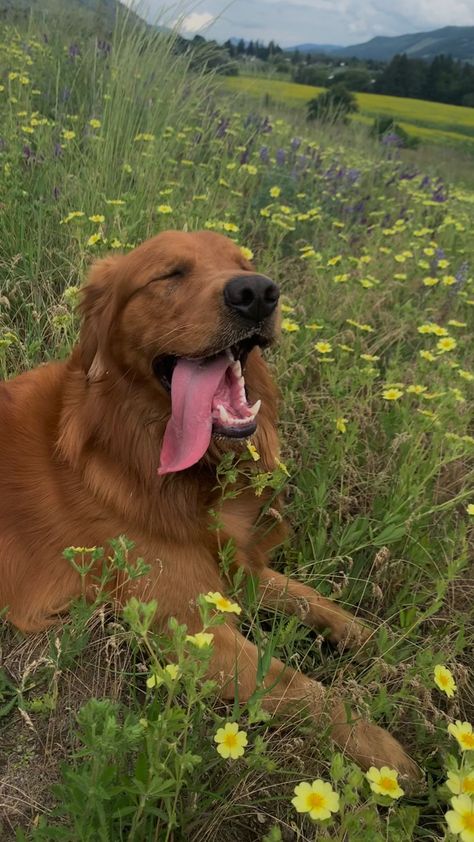 https://instagram.com/hutch_thegoldenretriever?r=nametag Dog In Field, Red Field Golden Retriever, Field Retriever, Granola Dog Aesthetic, Red Retriever Aesthetic, Horse And Golden Retriever, Farm Golden Retriever, Field Line Golden Retriever, Red Golden Retriever Aesthetic