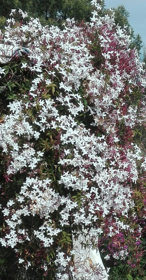 Winter Jasmine Flower, Hedge Ideas, January Flowers, Jasmine Garden, Winter Jasmine, Nature Reference, Pink Jasmine, Jasmine Plant, Meditation Garden