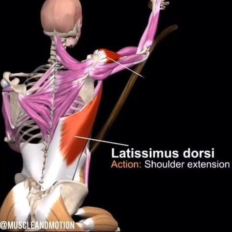 Adductor Muscles, Punkty Spustowe, Grow Your Glutes, Stability Ball Exercises, Latissimus Dorsi, Yoga Anatomy, Human Body Anatomy, Side Lunges, Muscle Anatomy