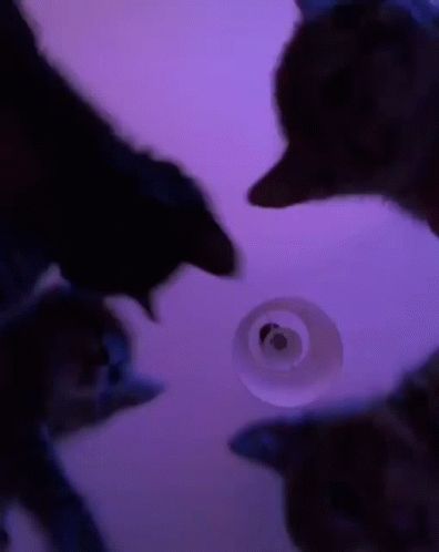 Black Cat Gif Pfp, Purple Vibe Gif, Cat Discord Banner Gif, Cat Gif Aesthetic, Pfp Gif Aesthetic, Cat Banner Gif, Purple Gif Pfp, Cat Gif Banner, Gif Pp