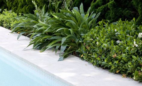 Garden Inspiration NZ | Border planting alongside a pool | Find Your Dream Garden