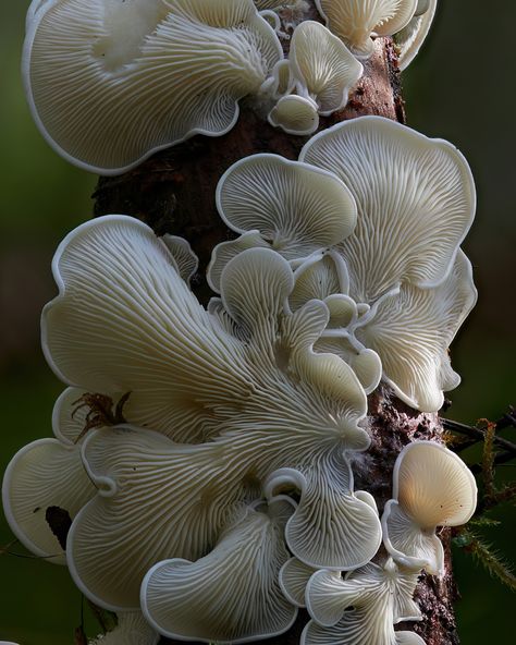 Fungi Art, Types Of Fungi, Mushroom Pictures, Slime Mould, Colossal Art, Mushroom Fungi, Art Magazine, Modern Crafts, Visual Culture