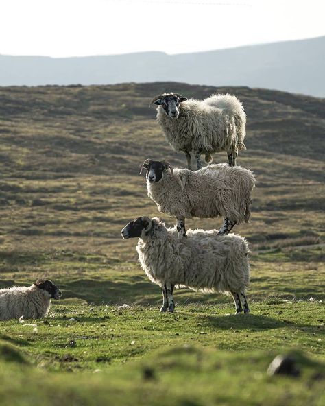 6,534 kedvelés, 125 hozzászólás – @isle.of.skye.scotland Instagram-bejegyzésének megtekintése: „@mattberthou 🏴󠁧󠁢󠁳󠁣󠁴󠁿 📸 : @nappyc  Site : 🏴󠁧󠁢󠁳󠁣󠁴󠁿 isle of skye” Boring Drawing, Breakfast Club Art, Paints And Brushes, Isle Of Skye Scotland, Skye Scotland, Cute Wild Animals, Isle Of Skye, Cute Animal Photos, Animal Love