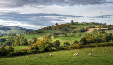 Shropshire Hills, Modelling Ideas, Sheep Grazing, Gold Hill, Genius Loci, Mill Valley, Human Soul, Rolling Hills, English Countryside